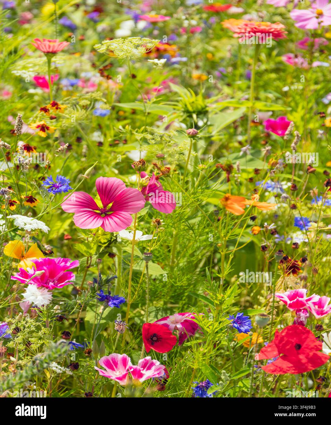 Pré de fleurs sauvages. Banque D'Images
