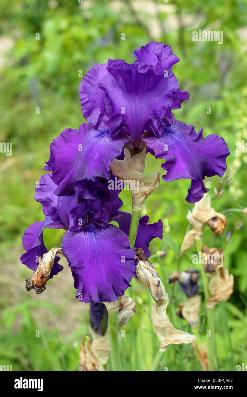 Iris Titan's Glory, iris barbu, plante vivace de grande taille aux fleurs violet foncé dans un jardin anglais. Royaume-Uni Banque D'Images