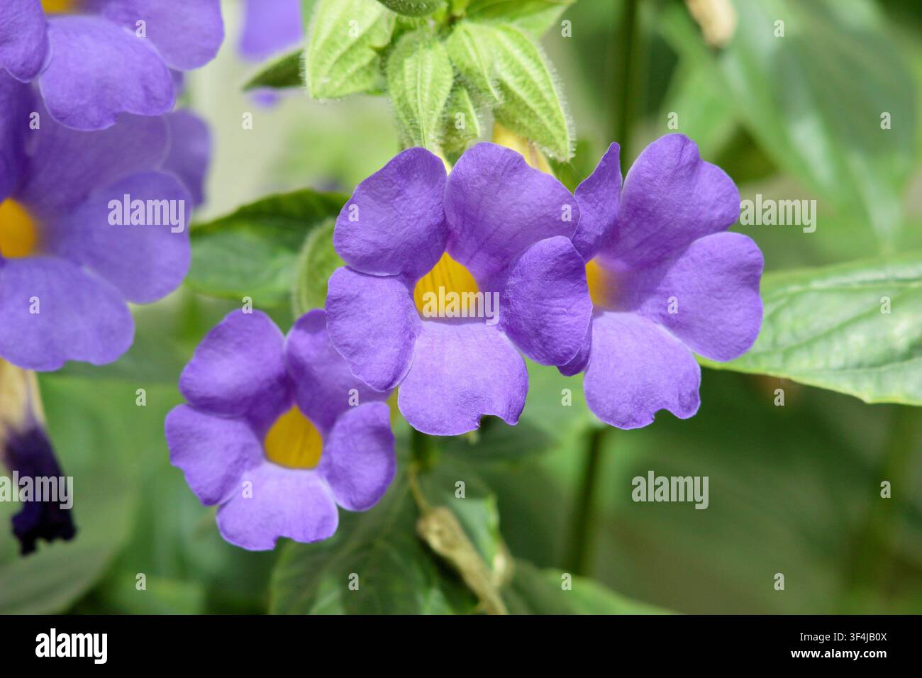 Fleurs bleu-violet de Thunbergia battiscombei, communément appelées Blue Glory vine et Blue clock vine Banque D'Images