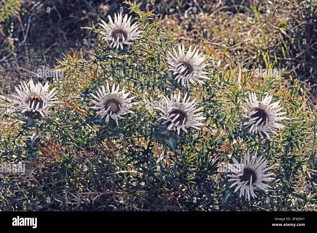 Arbrisseau de la carline acaule ou chardon argenté en pleine floraison, Carlina acaulis ; Asteraceae Banque D'Images
