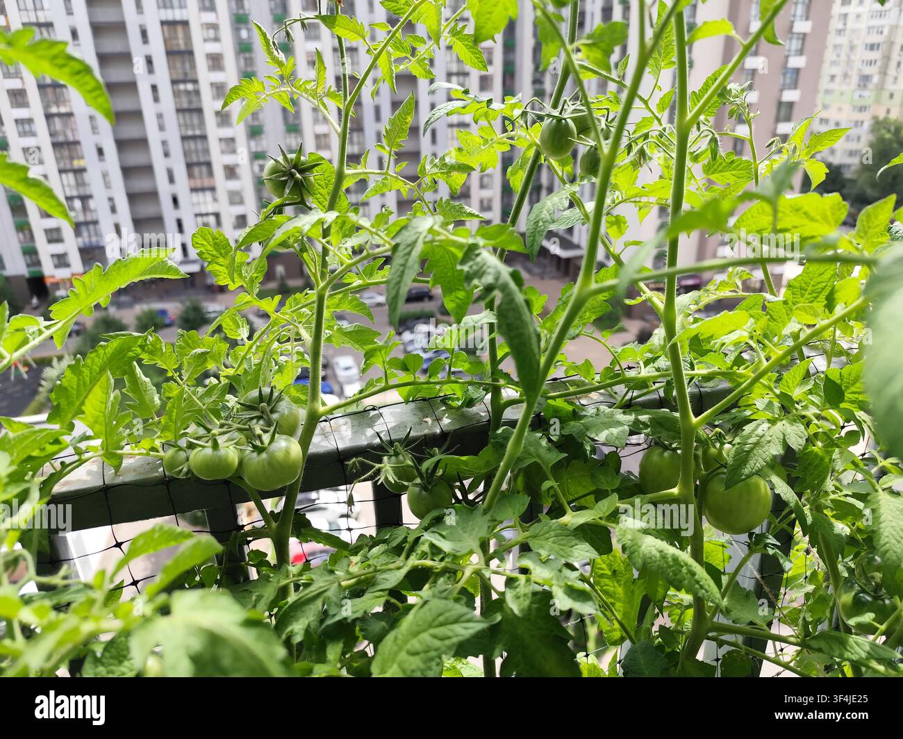 Tomates vertes non mûres poussant sur un buisson de jardin en balcon avec un fond de bâtiments urbains en été. Banque D'Images