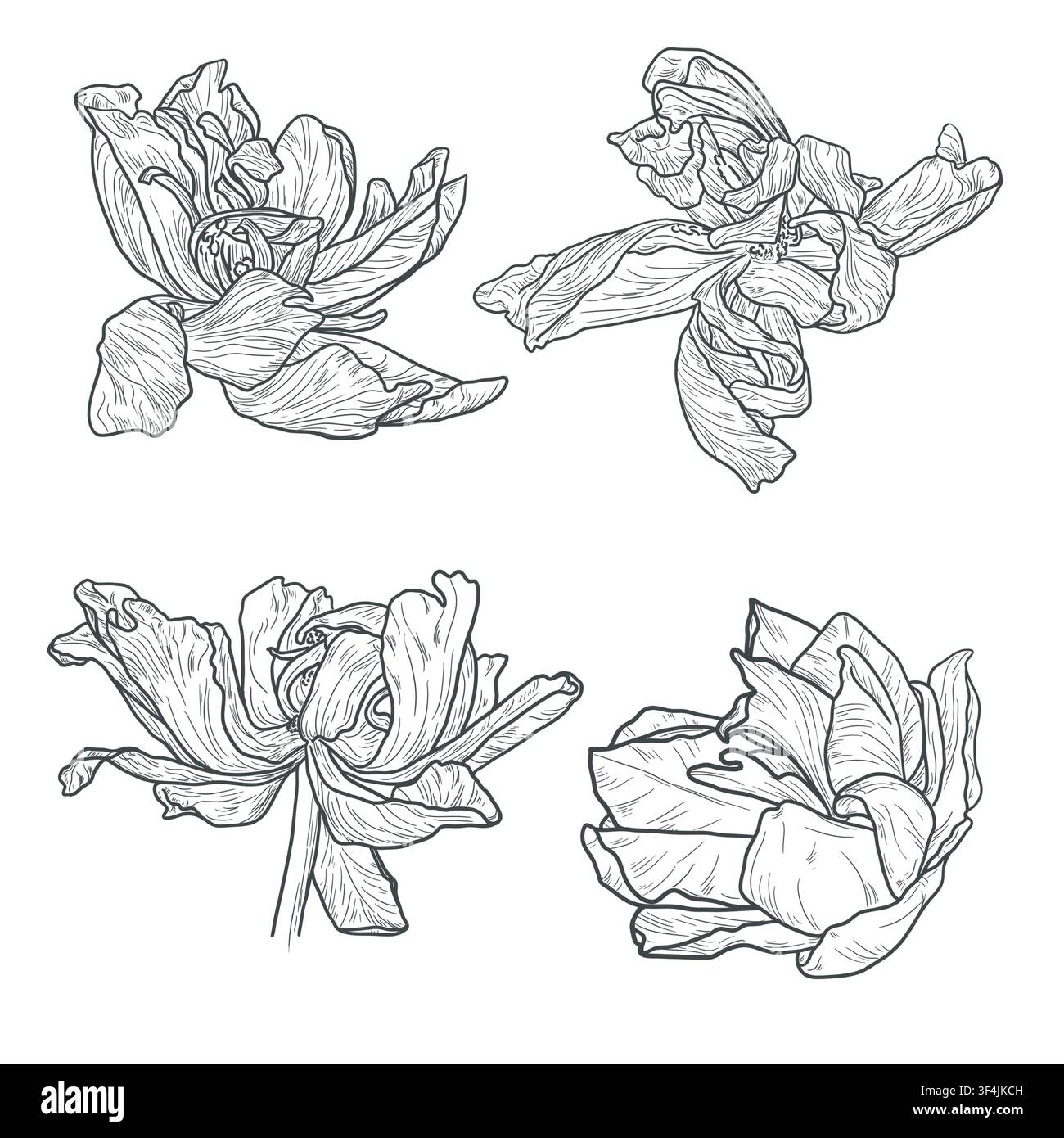 Fleur avec pétales, esquisse en noir et blanc. Illustration vectorielle. Un ensemble de dessins de pivoines, de roses ou de tulipes sur fond blanc. Pour carte de fête Illustration de Vecteur