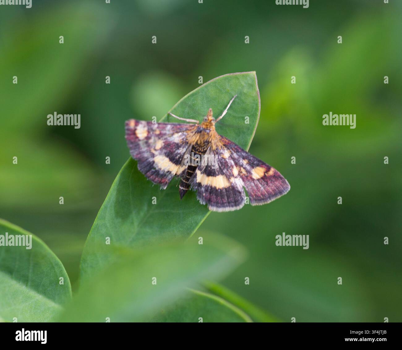 Pyrausta Purpuralis Pourpre et Or Banque D'Images