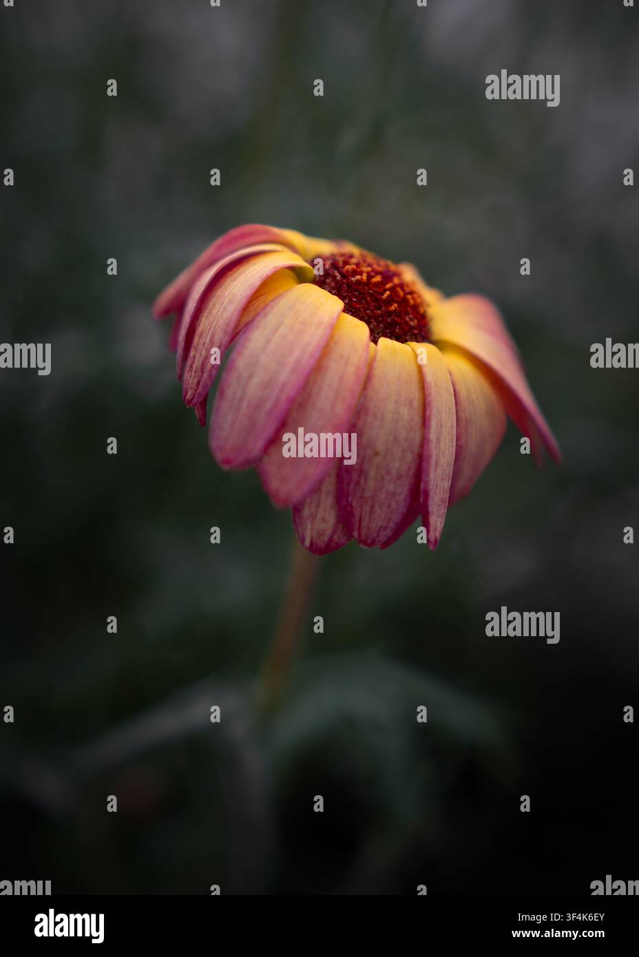 Fleur de marguerite affichant des pétales rouge et jaune vibrants s'enroulant doucement vers le bas, indiquant la fin de son cycle de floraison ou se préparant pour la nuit Banque D'Images