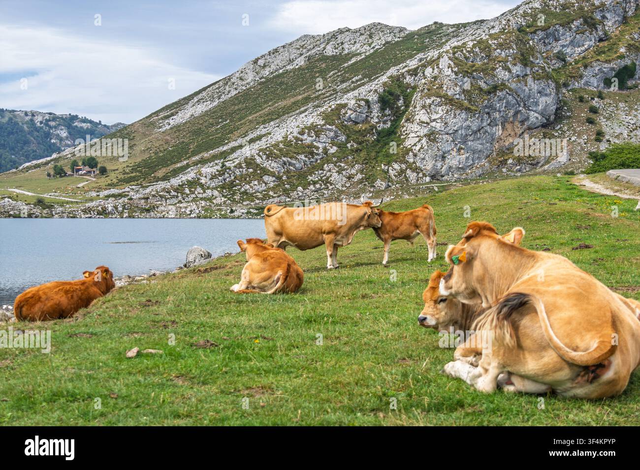 Troupeau de vaches brunes se reposant sur la rive du lac glaciaire de Covadonga, parc national des Picos de Europa, Asturies, Espagne Banque D'Images