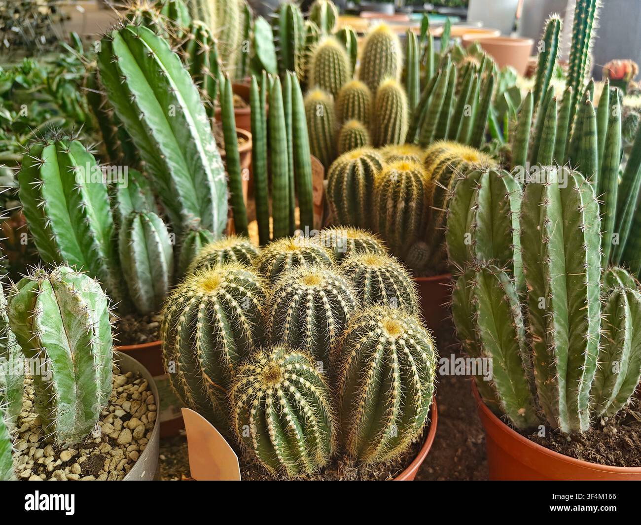 Différents types de cactus sont disposés dans des pots dans une pépinière locale. Le cadre est lumineux et montre de nombreux cactus de formes et de tailles variées. Banque D'Images
