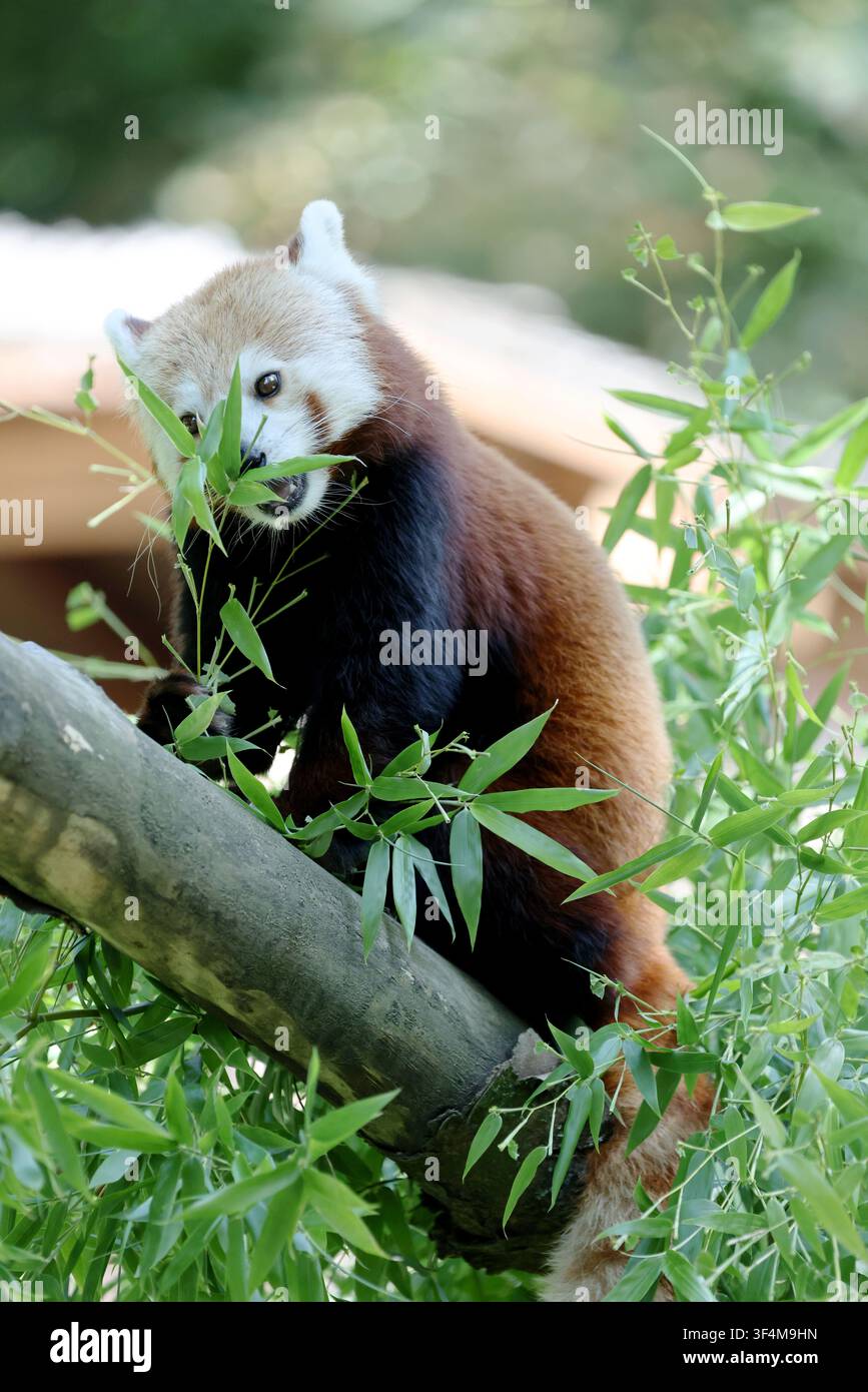 Image haute résolution d'un panda roux (Ailurus fulgens) mangeant du bambou frais dans un parc zoologique, montrant un comportement alimentaire caractéristique. Banque D'Images