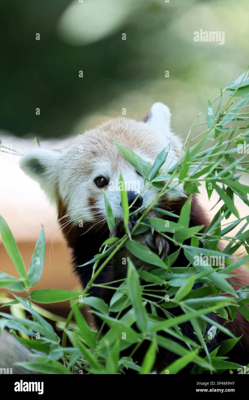 Image haute résolution d'un panda roux (Ailurus fulgens) mangeant du bambou frais dans un parc zoologique, montrant un comportement alimentaire caractéristique. Banque D'Images