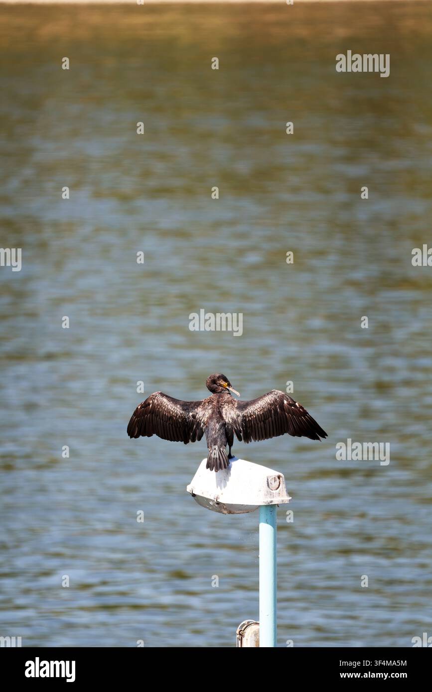 Image haute résolution d'un grand cormoran (Phalacrocorax carbo) perché avec les ailes déployées sur le Rhin à Königswinter, Rhénanie-du-Nord-Westphalie Banque D'Images