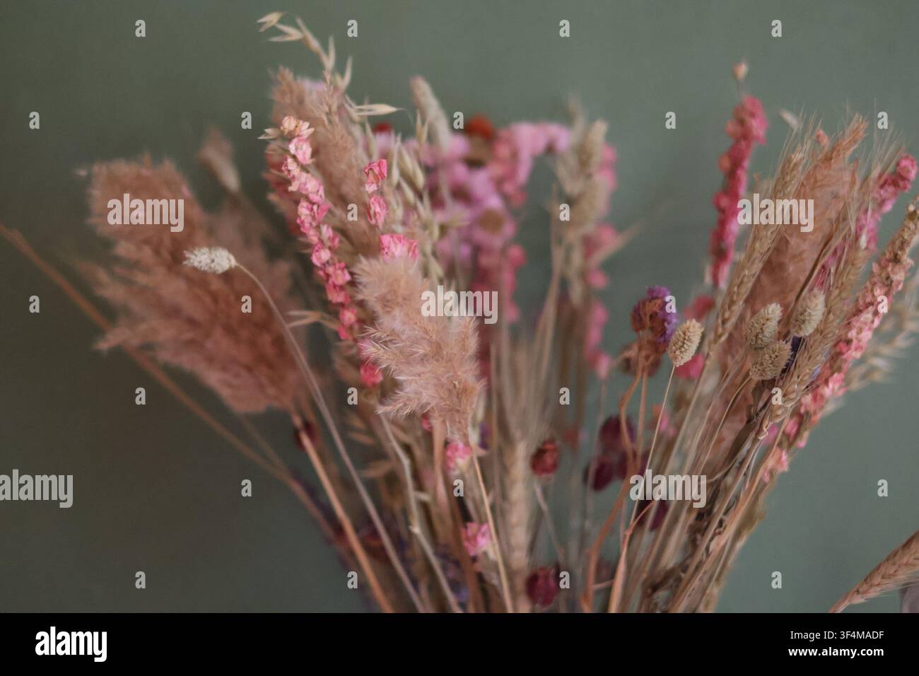 Bouquet de fleurs sauvages séchées flou avec du roseau de Pampa et des fleurs roses Banque D'Images