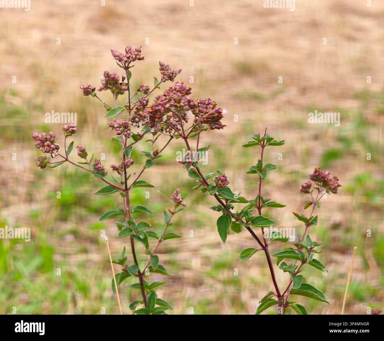 Plante d'origan sauvage en fleurs dans un champ sec, représentant la médecine traditionnelle à base de plantes, les traditions culinaires, la guérison naturelle et la biodiversité. Banque D'Images