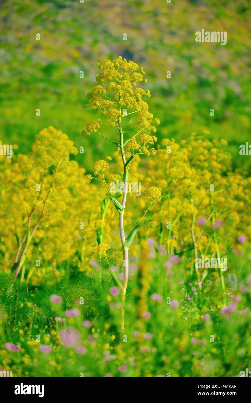 Ferula communis en fleur sur un fond flou de mêmes inflorescences jaunes, Sicile, Italie Banque D'Images