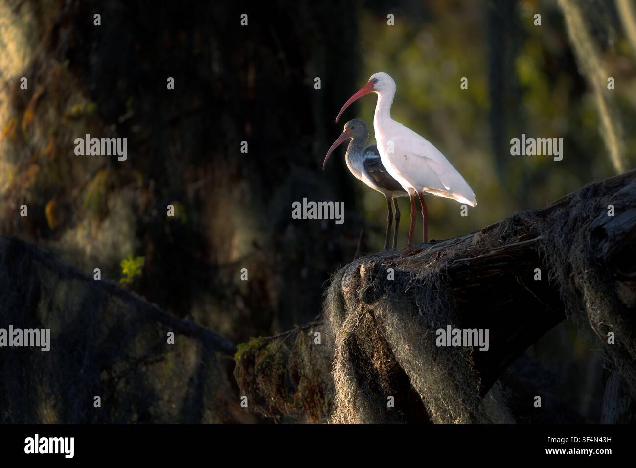 Générations au repos — Un adulte et un jeune Ibis blanc américain perchés côte à côte sur un cyprès drapé de mousse au lac Verret, en Louisiane. Baignés d'une lumière chaude Banque D'Images