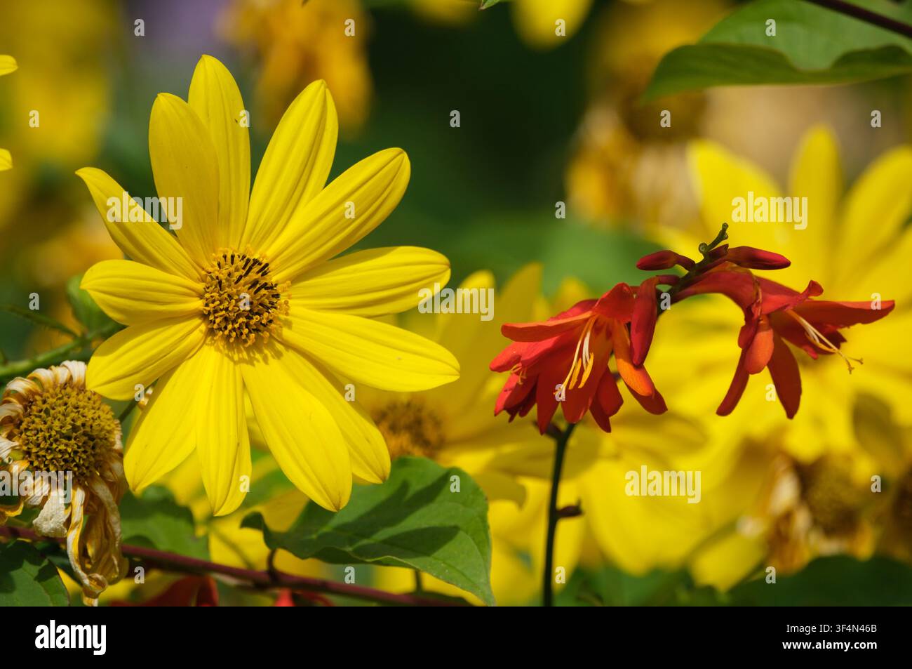 Fleurs sauvages poussant à côté du ruisseau dans la ville de marché de Romsey dans le Hampshire, en Angleterre. Gros plan des têtes de fleurs Banque D'Images
