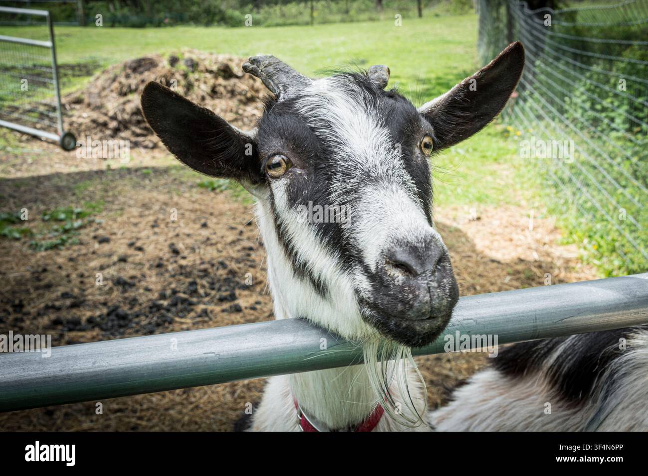 Chèvre dans une petite ferme, Pennsylvanie, États-Unis Banque D'Images