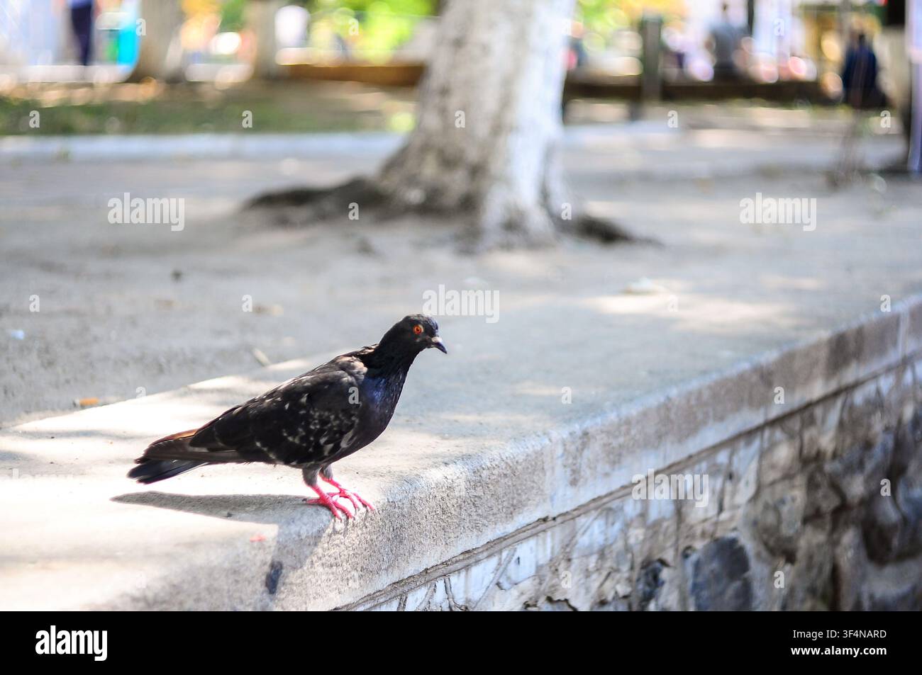 Un pigeon solitaire aux yeux orange vif perché sur un rebord de pierre dans un cadre de parc Banque D'Images