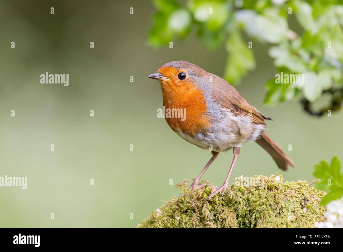 Rouge-gorge européen [ Erithacus rubecula ] sur une souche moussue. Somerset, Royaume-Uni Banque D'Images