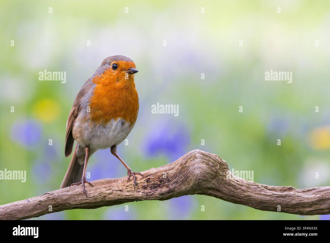 Roitelet européen [ Erithacus rubecula ] sur une branche morte avec des fleurs de jacinthe floues en arrière-plan, Somerset, Royaume-Uni Banque D'Images