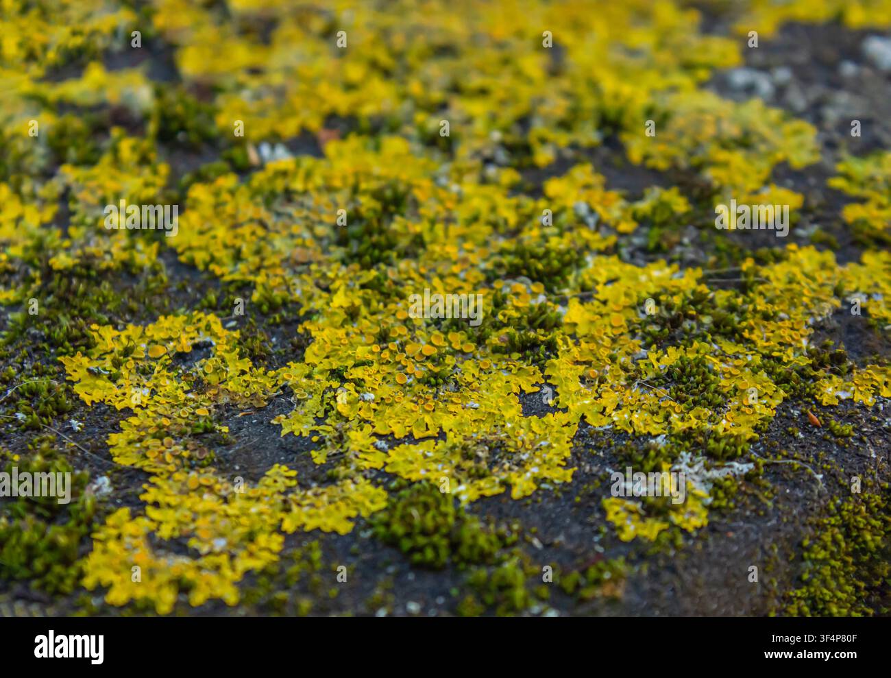 Gros plan de lichen jaune vif et de mousse verte recouvrant l'écorce d'un arbre. Texture forestière naturelle avec mise au point sélective, détails organiques riches et couleurs vibrantes Banque D'Images