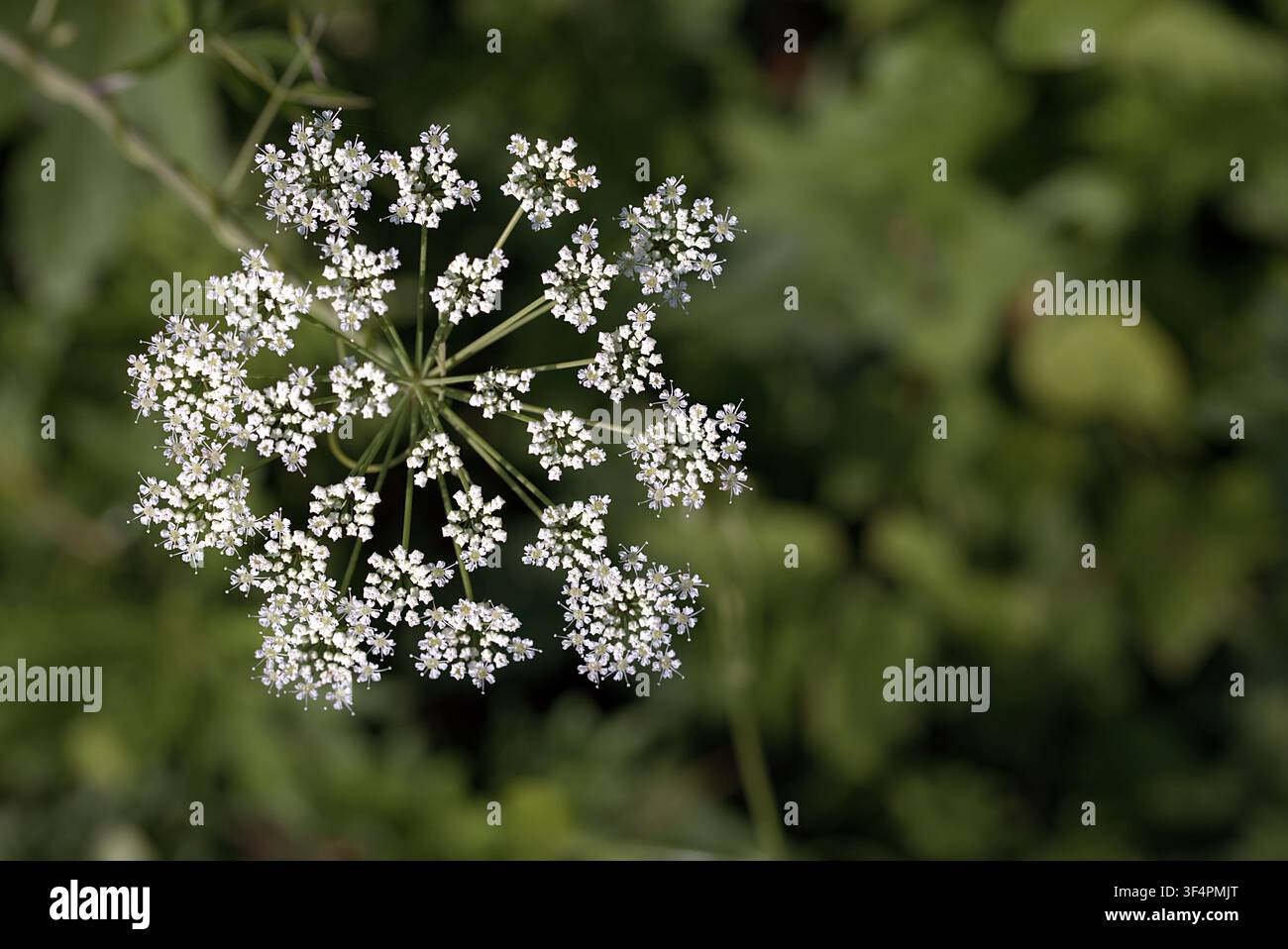 Une vue macro de dessus d’un ombelle délicat de fleur de persil blanc épanouie contre un fond de champ vert flou. Banque D'Images