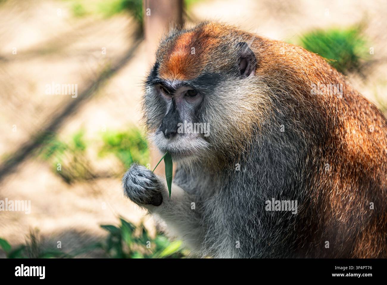 Singe de De Brazza (Cercopithecus neglectus) mangeant des légumes feuillus au Popcorn Park Zoo à Forked River, dans le New Jersey Banque D'Images