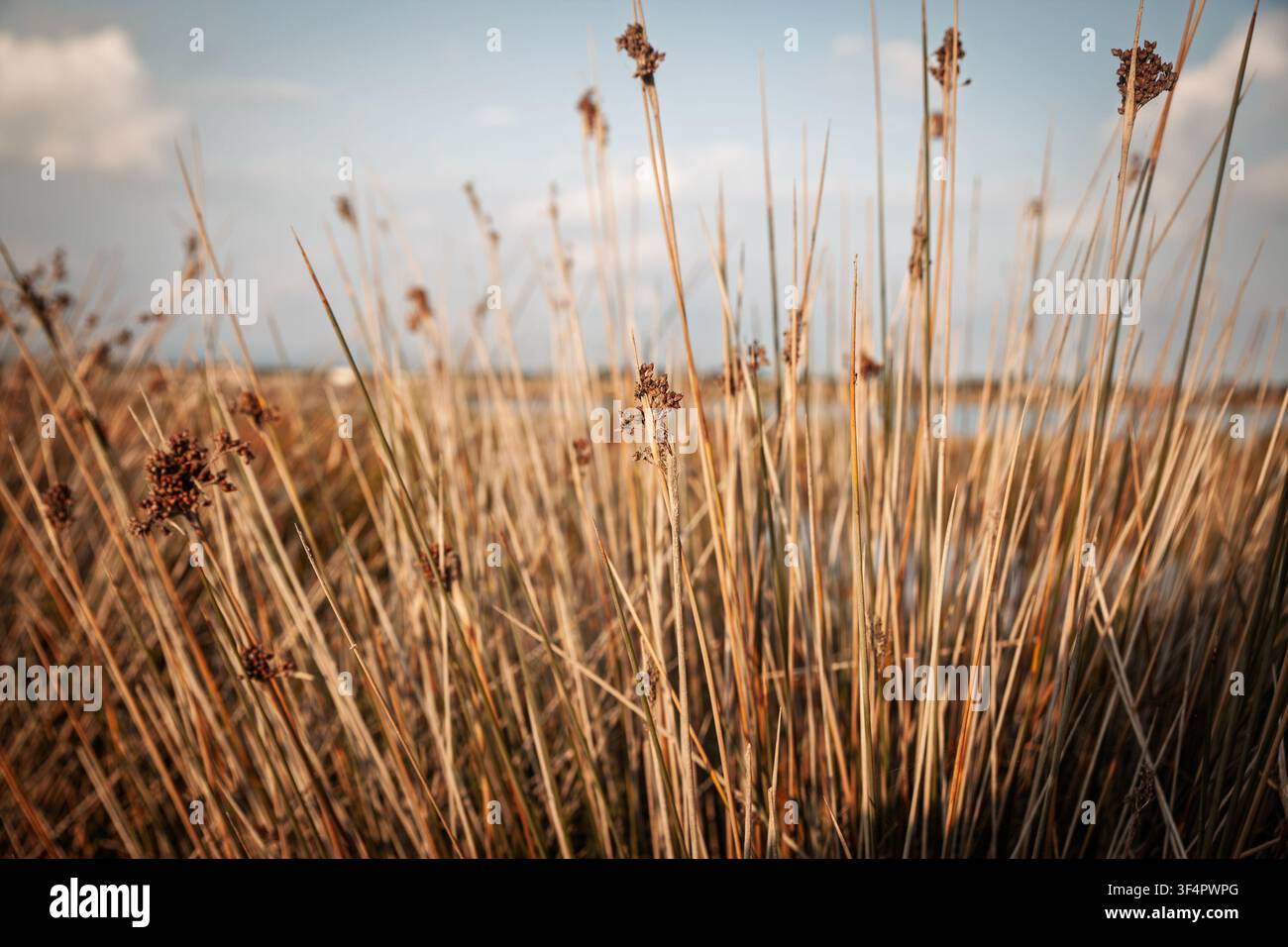 La massette maritime (Juncus maritimus) et la massette aiguë (Juncus acutus) poussent dans une marais côtier méditerranéen, avec des tiges droites et sèches, des grappes de graines regroupées, peu profond Banque D'Images