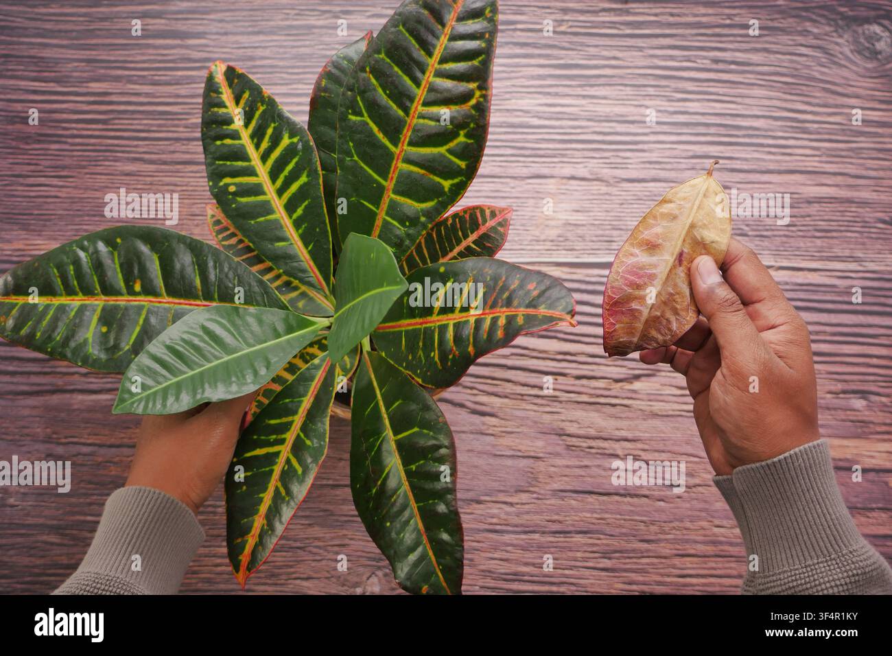 Person tenant une feuille tout en inspectant une plante verte Banque D'Images