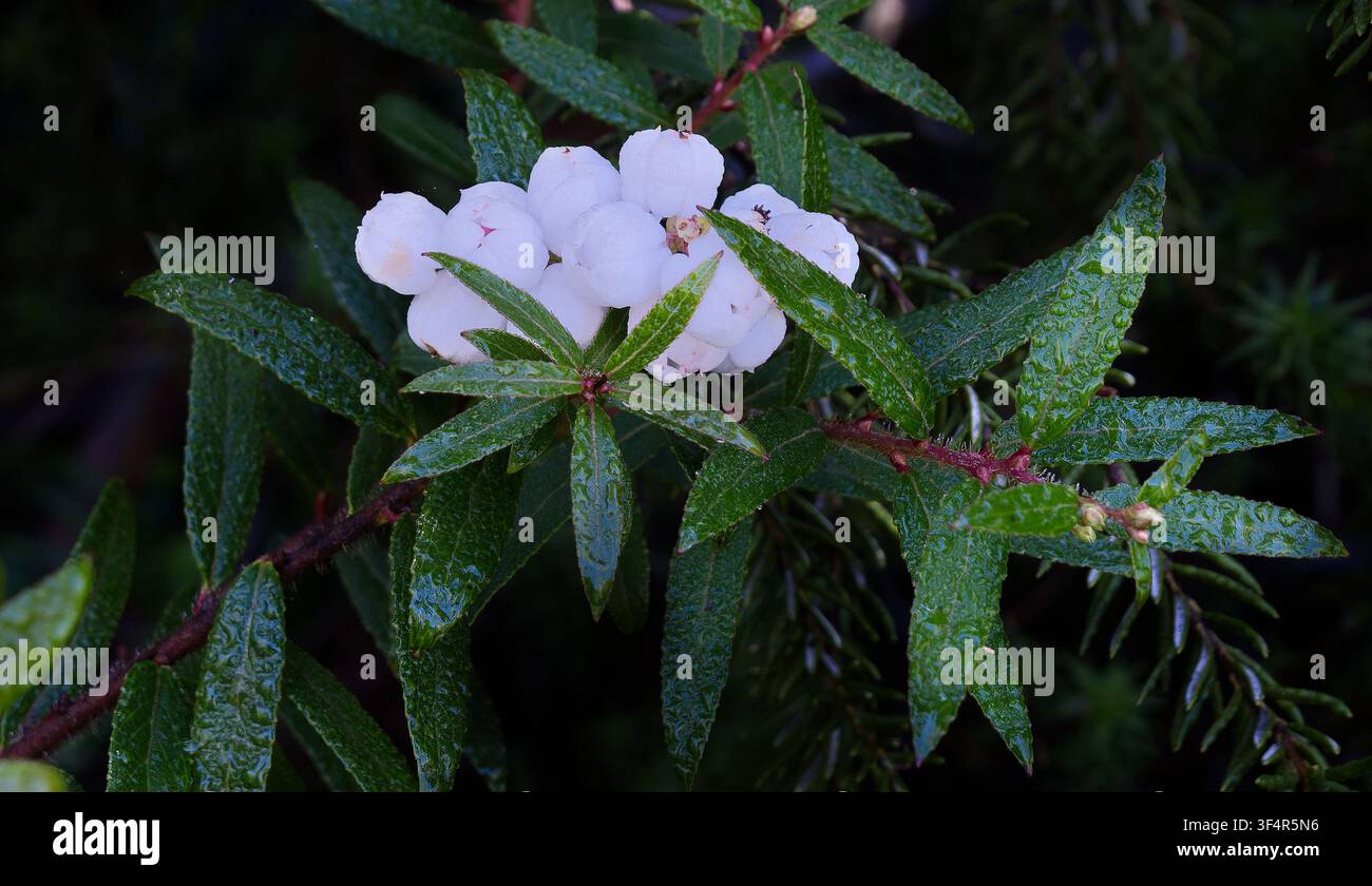 Baies blanches comme neige du snowberry à feuilles de cuivre (Gaultheria hispida) fructifiant parmi des feuilles pointues vertes recouvertes de rosée dans la forêt alpine de Tasmanie, Australie Banque D'Images