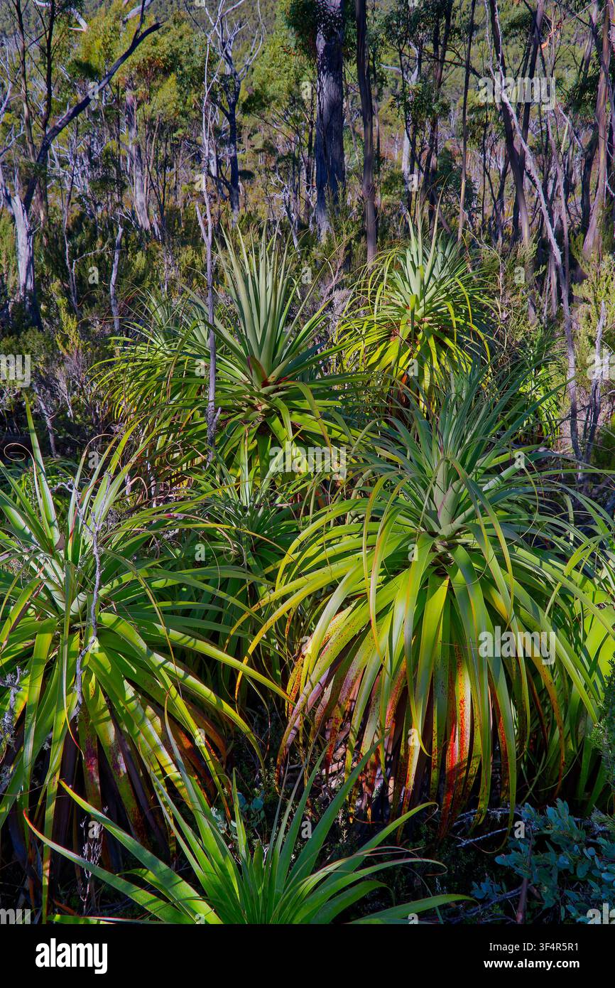 Un bosquet de pandanus (Richea pandanifolia) dans l’étage sous-jacent ensoleillé d’une forêt d’eucalyptus sèche sur les pentes du mont Rufus, Tasmanie, Australie Banque D'Images