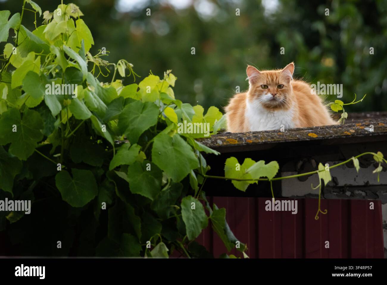 Chat gingembre regarde depuis un coin de toit feuillu à côté de vignes épaisses, la scène riche en verts de jardin et en gouttes douces tandis que le félin détendu surv Banque D'Images