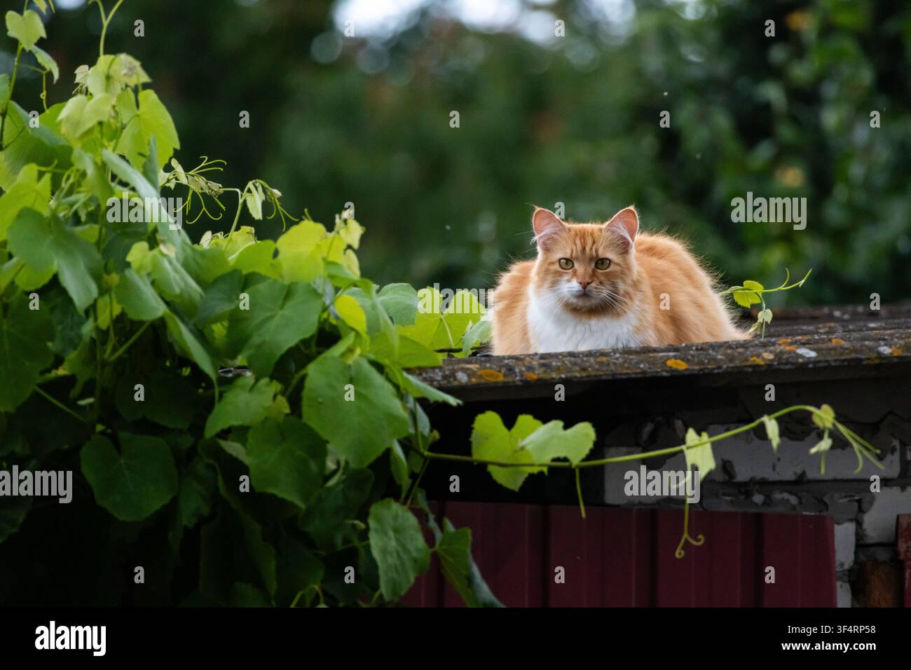 Un chat roux duveteux repose sur un toit de hangar patiné encadré par des vignes luxuriantes et un flou artistique doux, le félin regardant calmement la scène du jardin sous une légère bruine Banque D'Images