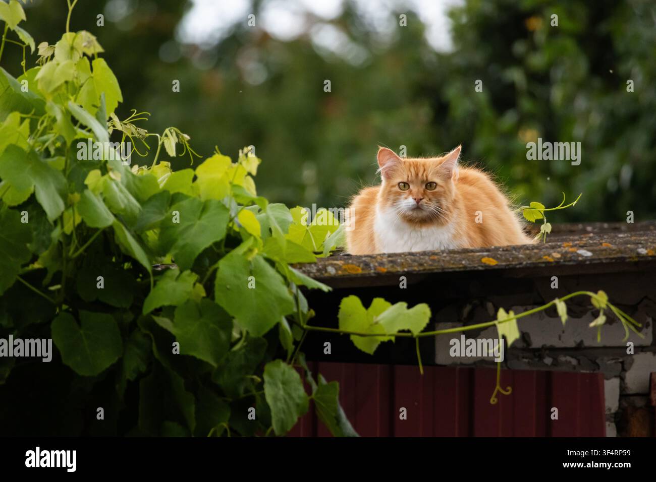 Chat ginger se prélasse sur un abri de jardin au-dessus d’un rideau de feuilles vertes, le visage inquisiteur et les yeux brillants fixés droit devant tandis qu’une lumière douce et dérivée Banque D'Images