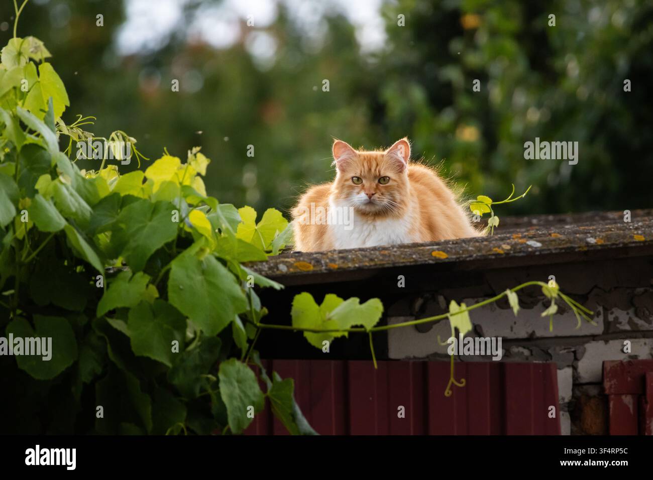 Un chat à poils longs orange se prélasse sur un toit de hangar érodé encadré par des vignes feuillues et un flou artistique doux. Le félin calme observe le jardin en dessous et ajoute un pe Banque D'Images