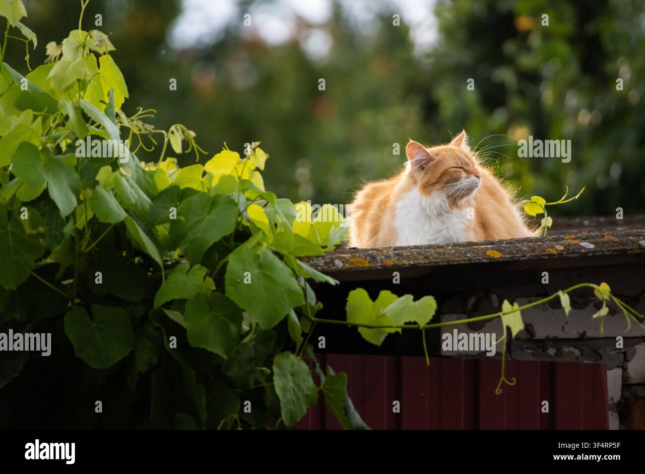 Chat duveteux roux et blanc se prélasse sur un toit de hangar rustique à côté de vignes vertes traînantes sous une lumière douce de l'après-midi, créant une scène de jardin paisible wi Banque D'Images