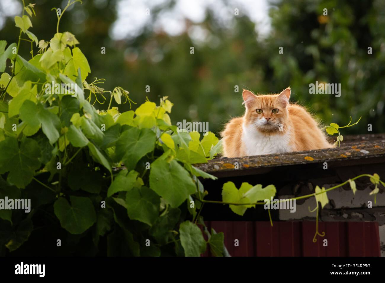 Un chat tigré orange se détend sur un toit de jardin sous un voile de vignes, des feuilles lumineuses encadrant le visage satisfait tandis que de minuscules gouttelettes restent suspendues dans l'air et une tranquillité Banque D'Images
