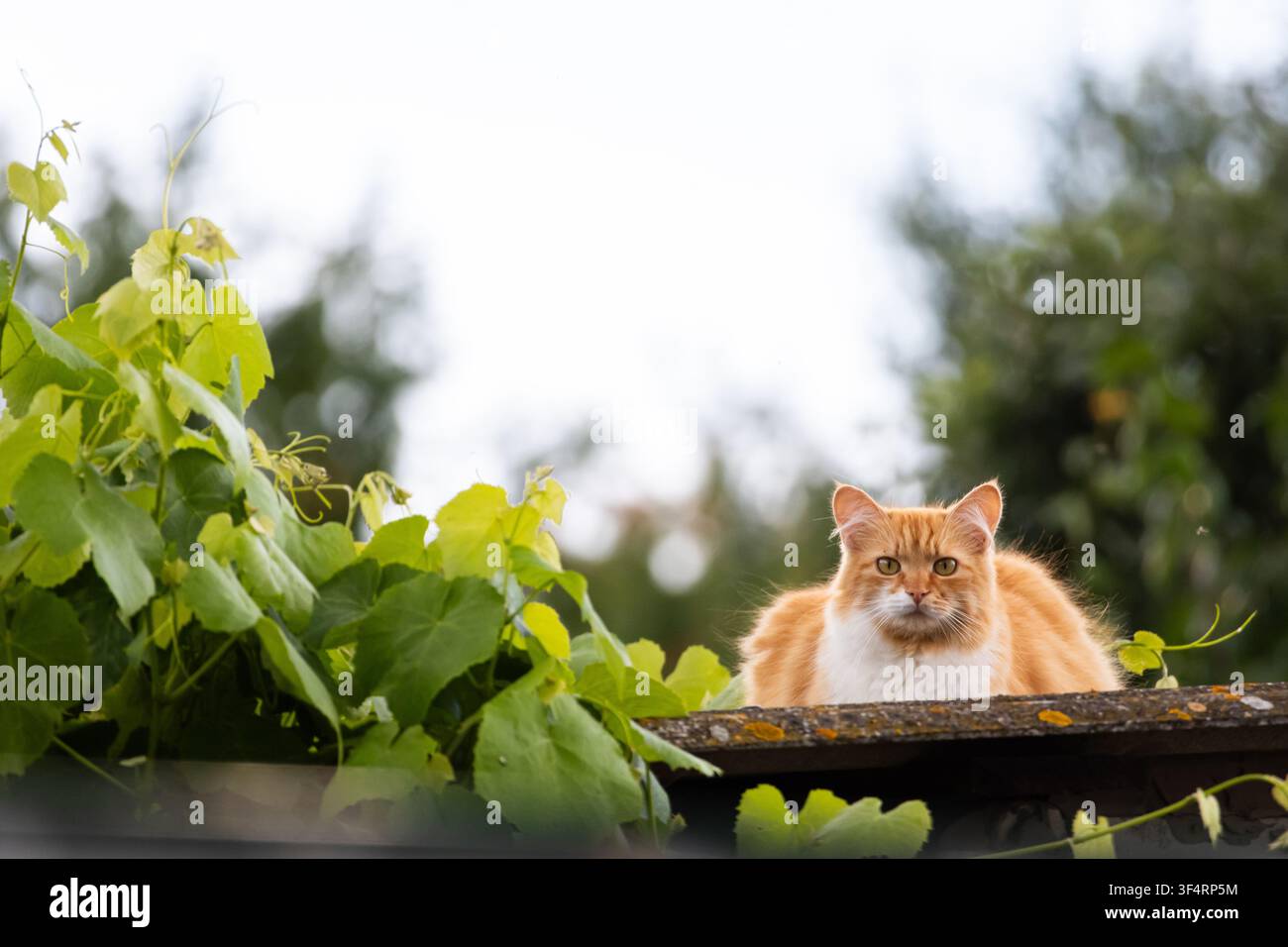Perchée entre des vignes luxuriantes, une chatte gingembre se pose sur le toit de l'abri et fixe droit devant. Une lumière douce et des textures rustiques encadrent un moment paisible à la campagne Banque D'Images