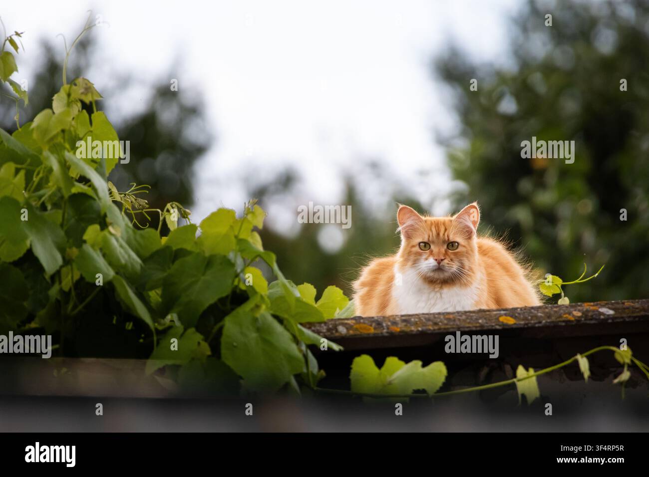 Un chat roux duveteux se perche sur le toit au-dessus de vignes vertes épaisses sous un ciel pâle. La concentration et la patience se lisent dans son regard stable tandis qu'une arrière-cour silencieuse an Banque D'Images