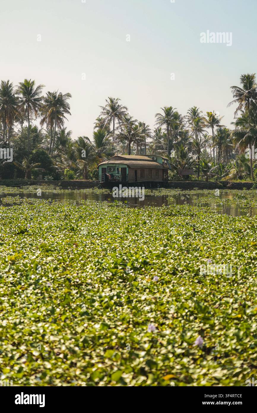 Vue d'une maison traditionnelle flottante sur les eaux calmes de Kerala, entourée de palmiers luxuriants et d'hyacinthes d'eau à Kochi, Kerala, Inde. Banque D'Images