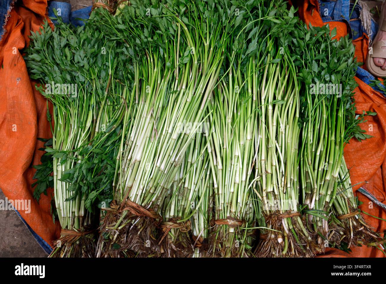 Briques de verts frais, avec leurs tiges et leurs racines. Ces ingrédients sont essentiels pour la cuisine locale et traditionnelle. Hoa Lu, Vietnam. Banque D'Images