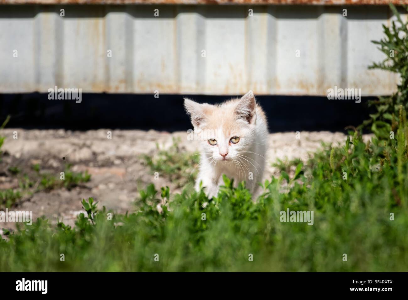 Petit chat crème et blanc se tient dans une herbe lumineuse près d'un mur d'abri avec des yeux alertes et la lumière du soleil sur son pelage capturant un tendre moment rural rempli de Banque D'Images