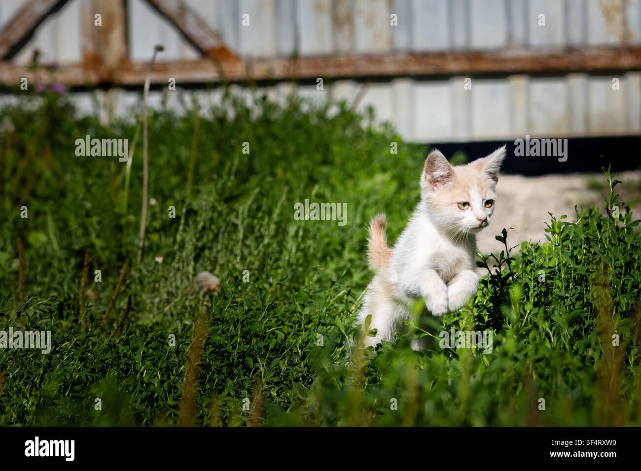 Chaton espiègle bondit à travers une herbe dense avec les pattes relevées et les oreilles en avant à côté d'une cabane rustique, créant un moment animé pour les animaux de compagnie à la campagne plein de moti Banque D'Images