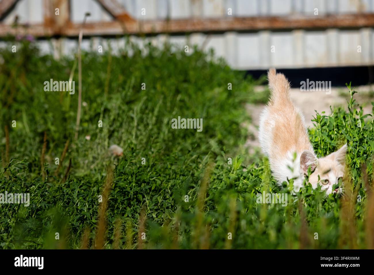 Chaton curieux se faufile dans une herbe épaisse avec la queue dressée et le visage partiellement caché près d'une dépendance rustique suggérant un suivi de parfum et une exploration dans un Banque D'Images