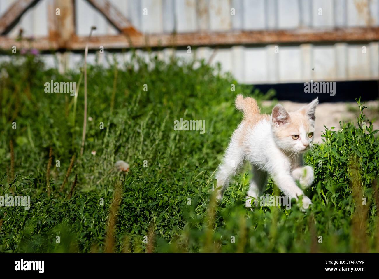 Chaton énergique bondit à travers les mauvaises herbes du jardin sous un soleil éclatant près d'un panneau de hangar métallique, montrant une agilité concentrée et de la joie tandis qu'une verdure douce forme un arrière-plan vif Banque D'Images