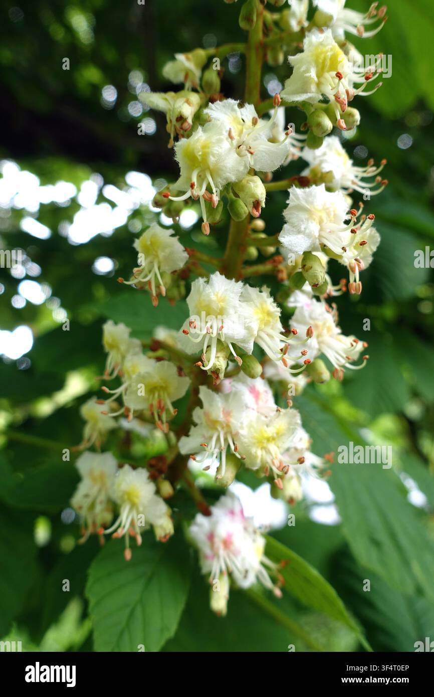 Fleurs de l'arbre blanc du marronnier 'Aesculus Hippocastanum' sur le sentier Dales Way à Grassington, Wharfedale, Yorkshire Dales, Angleterre, Royaume-Uni. Banque D'Images