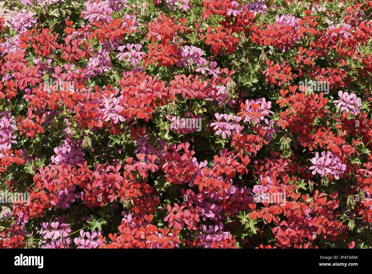 Pélargoniums ou géraniums (Pelargonium), en fleur, Haut-Rhin, Alsace, Grand Est, France Banque D'Images
