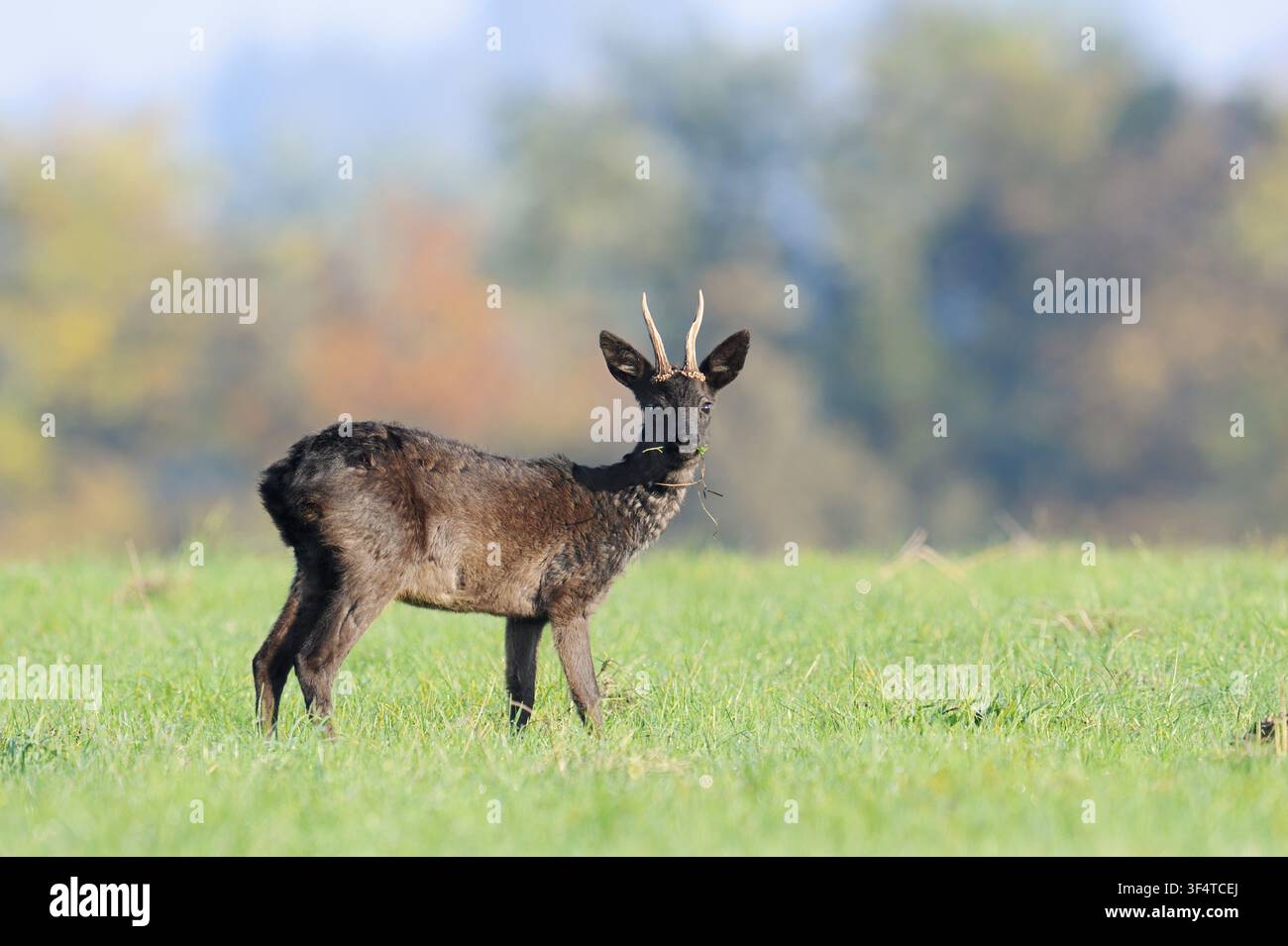 Chevreuil européen (Capreolus capreolus), également connu sous le nom de chevreuil noir ou chevreuil, debout en train de se nourrir dans une prairie en automne, Basse-Saxe, Allemagne Banque D'Images