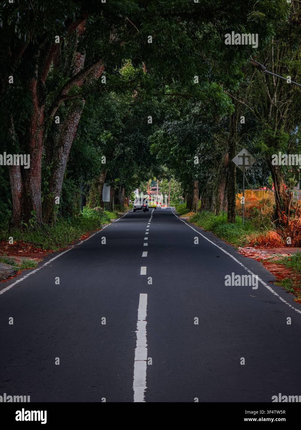 Route asphaltée encadrée par des arbres verdoyants formant une voûte naturelle, avec des véhicules au loin circulant sous cette arche. - Image de stock capturée avec un smartphone
