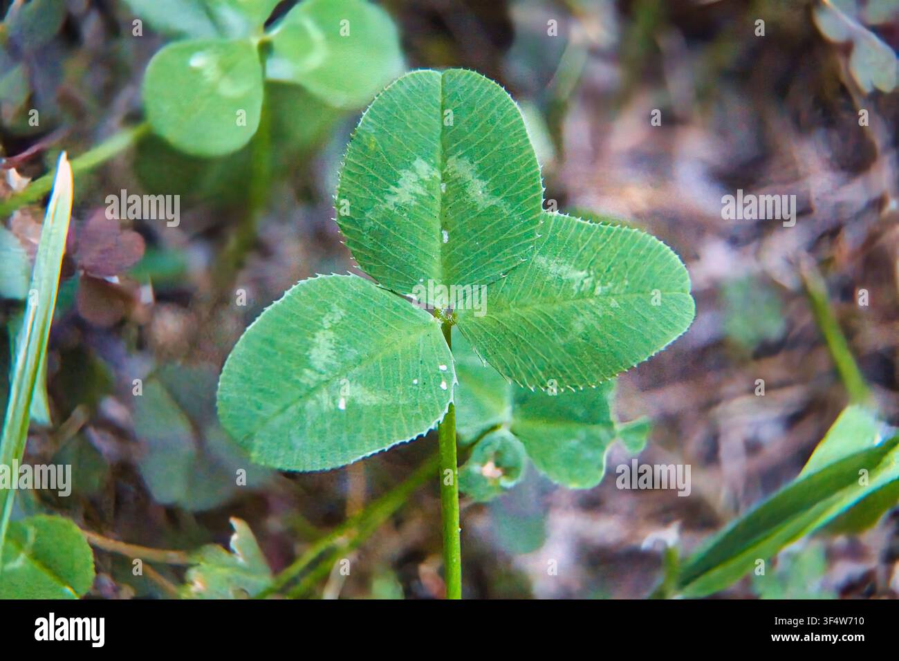 Une photographie macro en gros plan d'un trèfle à trois feuilles vert (Trifolium) poussant naturellement sur le sol d'une forêt. Banque D'Images