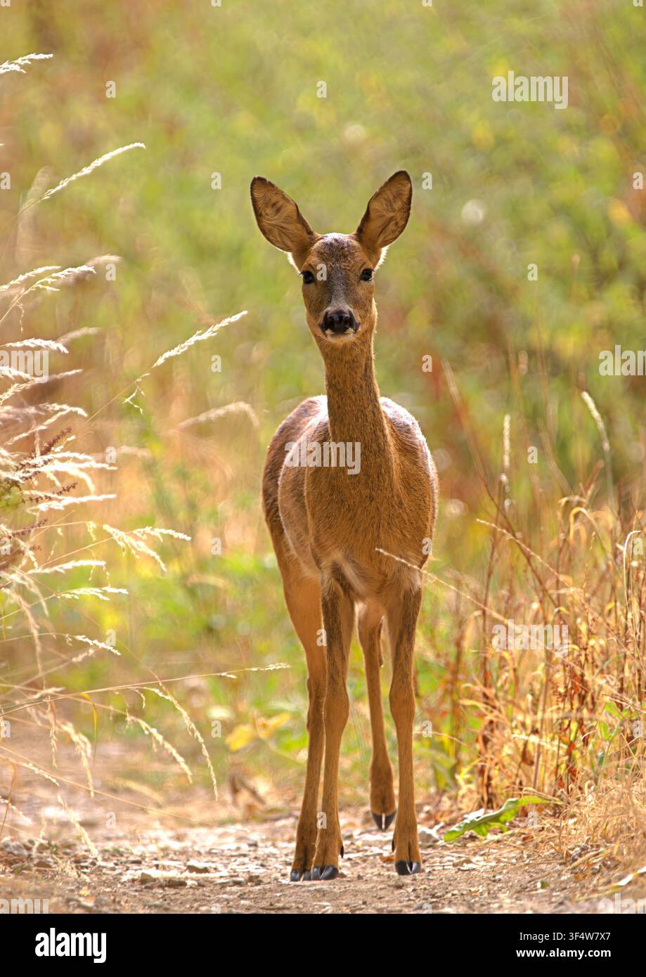 cerf, chevreuil, mammifère, Royaume-Uni, britannique, sauvage, femelle, animal, chasse, fourrure, faune, nature, faune sauvage, brun, européen, forêt, Capreolus capreolus, gibier, biche Banque D'Images