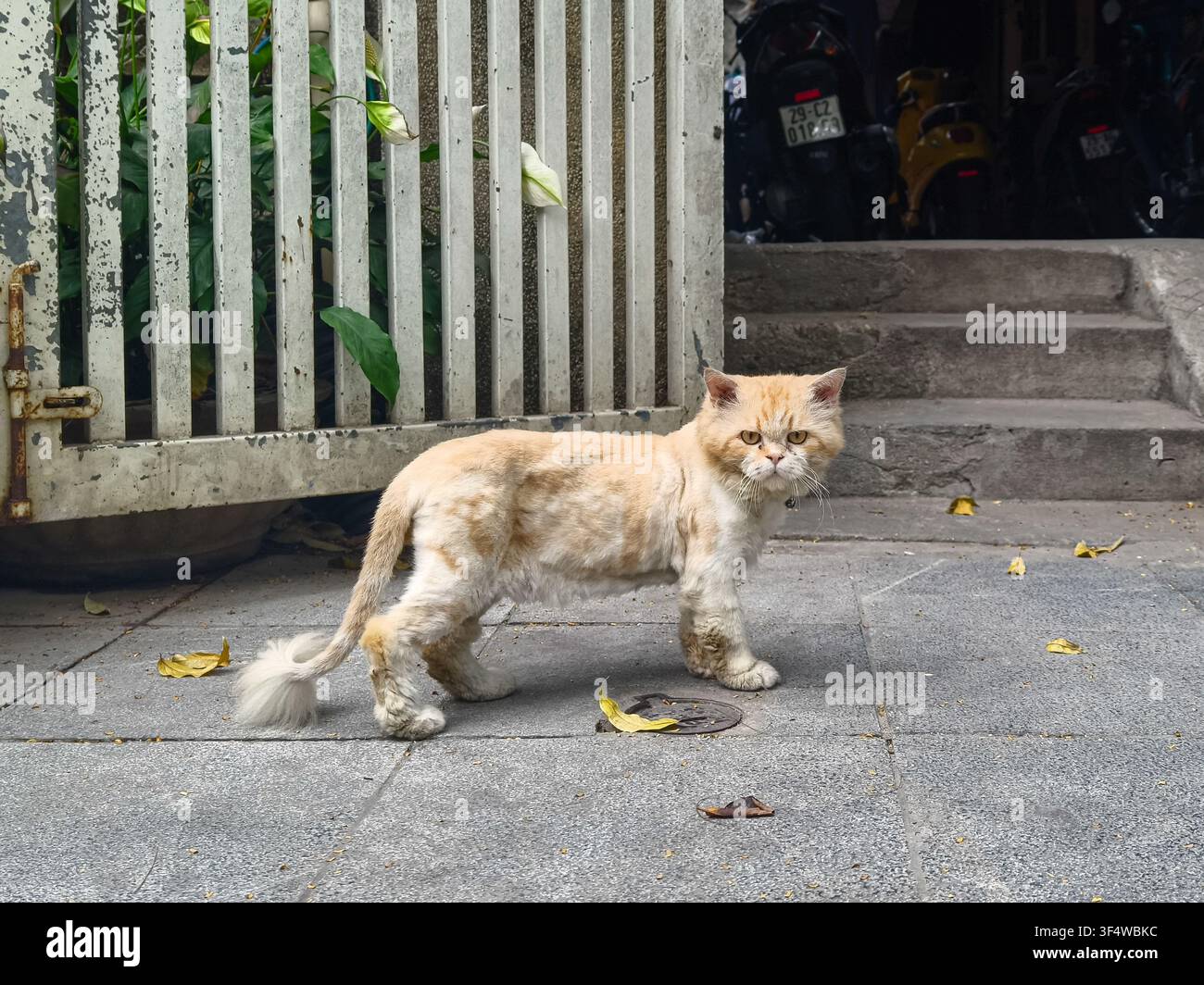 Chat persan avec une coupe « lion », où son corps est rasé près de la peau dans la rue à Hanoï, Vietnam Banque D'Images